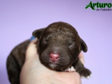 Arturo