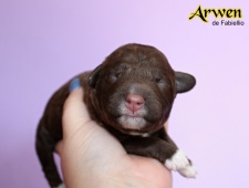 Arwen