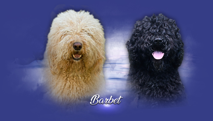 barbet odchovy