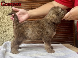 Gomera