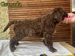 Granada