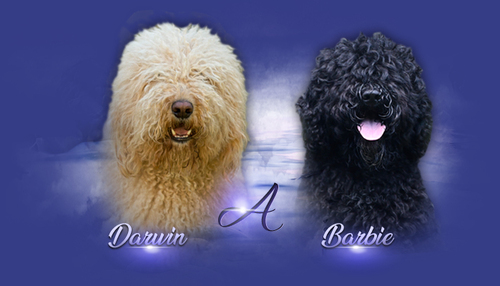barbet a