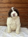 Felipe