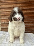 Fenomeno 2